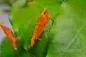 Preview: Blood Sunkist Neocaridina im Aquarium